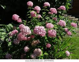 Image result for Hydrangea arborescens Pink Anabelle