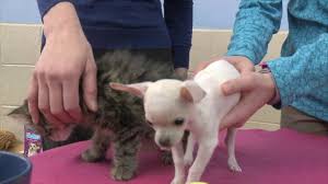 Search for rescue dogs for adoption. Tiny 1 54 Pound Chihuahua Earns Title Of Smallest Dog Ever Adopted From Wisconsin Humane Society Abc News