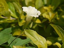 Image result for Merremia quinquefolia