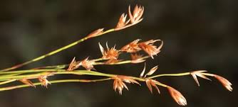 Image result for Platycaulos