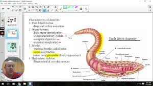 Annelids Youtube