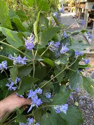 Image result for Psychotria auxopoda