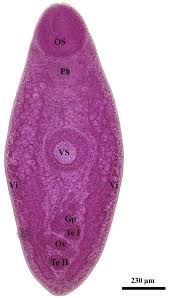 Image result for Cribbia brachyceras