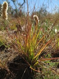 Image result for Eragrostis nindensis