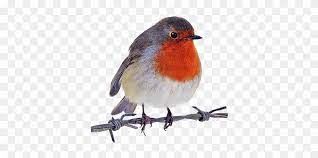 Robin Clipart Robin Bird Png 8456 4 Personal Use Robin Bird Bird Clip Art