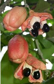 Image result for Blighia