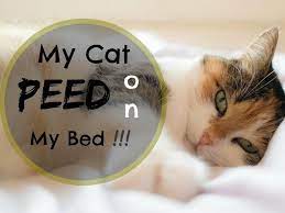 Rather Than A Way That Addresses Their Needs At The Time Old Cat Peeing Everywhere Means You Ve Got Troubles Everything Cat Pee Old Cats Cat Peeing In House