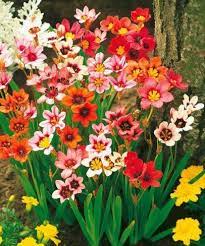Untreated tulips can be planted from march to may, while treated tulips should be planted in early june. Spraxis Winter Flower Bulbs Pack Of 5 Bulbs By Super Agri Green Bulb Flowers Planting Bulbs Late Summer Flowers