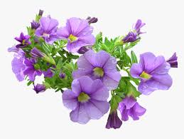 Search and download 61000+ free hd flower png images with transparent background online from lovepik. Pot Plant Purple Flowers Purple Flowers Png Transparent Png Transparent Png Image Pngitem