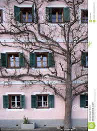 Stommel haus ein haus wie ein baum mp3 & mp4. Der Baum Wachst Nahe Bei Dem Haus Stockbild Bild Von Struktur Uberwuchert 91051841
