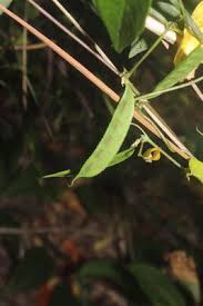 Image result for Macrotyloma africanum