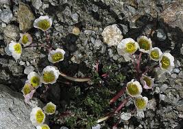 Image result for Ranunculus oreophytus