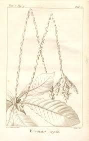 Image result for Elytraria acaulis