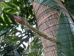 Submitted 2 years ago by tripropanoate. Rare Cactus From The Amazon Rainforest To Flower For The First Time In The Uk At Cubg For 12 Hours Only Cambridge Botanic Garden