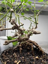 Image result for Euphorbia hypericifolia