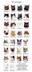 The 25 Most Popular Cat Breeds In The World ... - CatTime