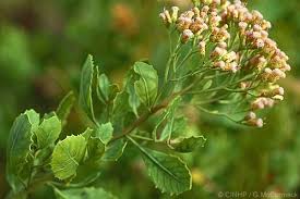 Image result for Pluchea