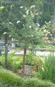 Image result for Buddleja asiatica
