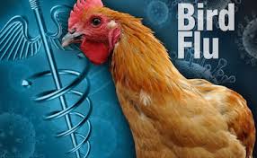 But if this does happen, it could trigger a pandemic. Human Food Safety Not Likely Threatened By Costly Avian Flu Food Safety News