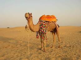 Jaisalmer- An Abode For Lovers of The Desert - Tripoto
