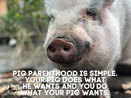 Pig Parenthood Is Simple Pig Memes Pig Parenthood