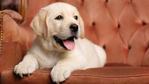 Find a responsible breeder and read about the best options for puppy adoption. Do For Sale Price In Malvern Jamaica