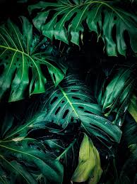 Welcome To The Jungle Jungle Flora Fauna Getaway Winteriscoming Snowbird Dominicanrepublic Costarica Tropics Plants Texture Photography Green Photo
