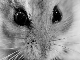 Along with vet bills, it can also cover the cost of third self insurance: A Hamster Takes Revenge In The Return Of Farmers Insurance Oscar Spoofs The Burkies Ad Age