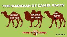 Please check for updates from the company directly. Thirsty Camel Thirstycamel Profile Pinterest