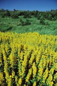 The Nutrition In Lupine Seeds Livestrong Com Seeds Garden Veggies Medicinal Herbs