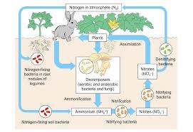 nitrogen cycle bioninja