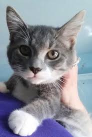Maybe you would like to learn more about one of these? We Have Kittens These Salem Animal Rescue League Facebook