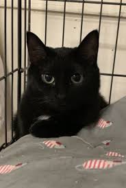 I'd like to adopt a cat but my gf is arguing that with our working hours (12 hours a day without anybody at home), the cat would be very sad. Cats For Adoption Near Shelton Petcurious Cat Adoption Cats Cat Rescue