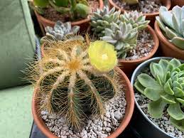 And even though cacti can survive heat and drought, some small mistakes can prevent them from blooming. Woke Up To My Balloon Cactus Blooming Succulents