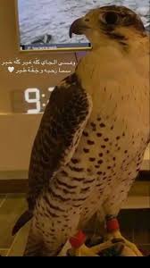 pin by mbh on c animals owl bird
