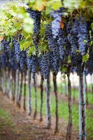 The leaves generally alternate on. Grapes Grapes Vineyard Wine Vineyards