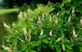 Image result for Leptactina arborescens