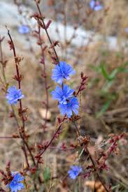 Image result for Cichorium