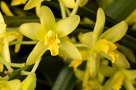 Image result for Ansellia africana