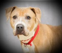 King Bullet 🔥 🚅 imp... 9050615603 ....