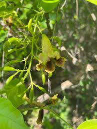 Image result for Markhamia zanzibarica