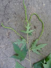 Image result for Girardinia