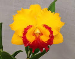 Rhyncattleanthe Yellow Boy X Free Spirit Z 20677 Cattleya Orchid Orchids Orchid Photo