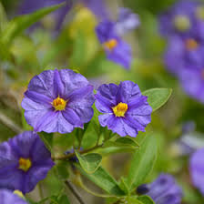 Image result for Lycianthes rantonnetii