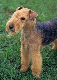 Image result for lakeland teriér