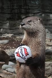 Otter Is Ready For A Mother S Day Game Of Catch The Daily Otter Otters Cute Otters Cute Baby Animals