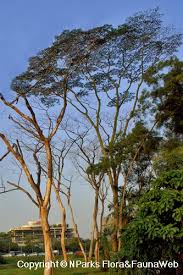 Image result for Albizia falcataria