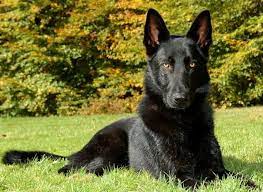 We offer long coated german shepherd puppies from the fichtenschlag lines for sale several times per year. 46 Best Black German Shepherd Pictures