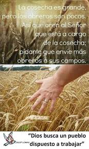 La Cosecha Palabra De Dios Palabra De Vida Textos Biblicos