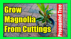Apr 21, 2021 · if starting a jasmine plant by rooting jasmine cuttings is the way you'd rather propagate, start by making cuttings of the stem tips from a healthy jasmine plant. How To Grow Jasmine From Cuttings Jasmine Propagation 100 Success Youtube